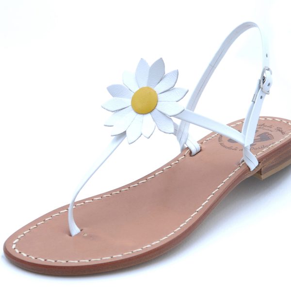 Daisy